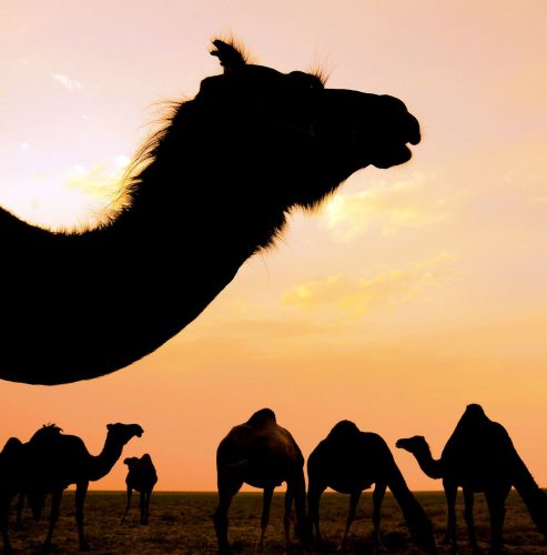 کویر مرنجاب